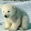Lisa Tona - @ciao.hallo3 - TikTok