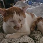 Lisa Towery - @biscuits713 - Instagram