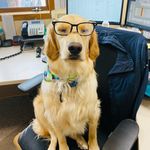 Lisa Towns - @goldenkona_workdog - Instagram