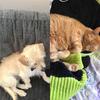 PuppyKitty - @lisatraub99 - TikTok