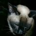 Lucia Trifiletti - Facebook