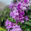 Lisa Tseng197 - @lisatseng1959 - TikTok