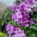Lisa Tseng - Facebook