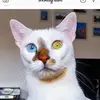 Lisa Tseng - @lisatseng0 - TikTok