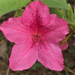 Lisa Tullos Martinez - @lisakjolly1974 - Instagram