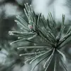 Lisa Valentin - @lisaval1962 - TikTok