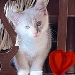 Lisa Vallejo - @ilove.chicken12 - Instagram