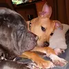 Storm&Rosie - @lisavaught7 - TikTok
