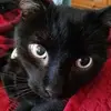 lisavolpe680 - @lisavolpe680 - TikTok