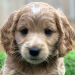 Lisa Walpole (Daisy the dog) ❤️ - @daisy_does_insta - Instagram