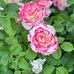 Elisabeth Wampler - Facebook