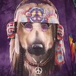 Lisa Weddle Pritchard - @hp2bme33 - Instagram