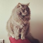 Lisa Wehr - @wehrru - Instagram