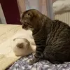 Katzenliebe - @lisaweilert412 - TikTok