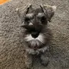 Lisa Wellman - @lisamwellman - TikTok
