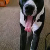 puppy love - @lisawentzell - TikTok