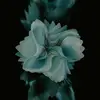 Lisa - @lisawenz7 - TikTok