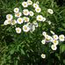 Lisa Wenz - Facebook