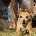 Lisa Westbrook - @westy_the_rescue - Instagram