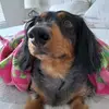 lisawestervelt3 - @lisawestervelt3 - TikTok