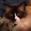 lisawestervelt836 - @lisawestervelt836 - TikTok