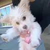 Lisa Westman - @lisa.westman7 - TikTok