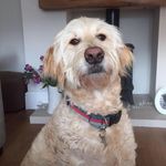 Lisa Whiteley - @lisa.whiteley.58 - Instagram
