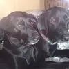 lisawigger425 - @lisawigger425 - TikTok