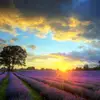 lisa.willinger - @lisa.willinger - TikTok
