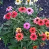 lisawindsor423 - @lisawindsor423 - TikTok