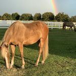 Lisa Wolfson - @chocolatehorseranch - Instagram
