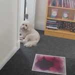 Lisa Woollas - @lisawoollas - Instagram