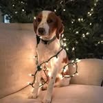 Lisa Carlson Woolard - @lisacarlsonwoolard - Instagram