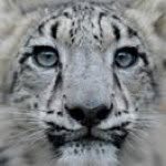 Lisa Sutton Woolard - @miz_wind - Instagram