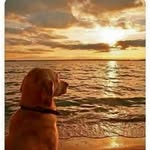 Lisa Peluso Woomer - @haolechick2 - Instagram