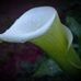 Lisa Yeary - Facebook