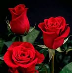 Lisandra Olivera - Facebook