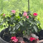 Lise Audet - @liseaudet2 - Instagram