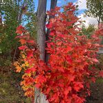 Lise Boucher - @liseboucher1960 - Instagram