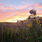 Lise Brown - @lisesgardenvt - Instagram