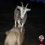 Lit Leek - @litleek - Instagram