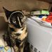 Candice Greer Little - Facebook