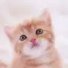 user6686414742176 - @liulin6868 - TikTok