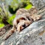 Liv Macdonald - @maiziethecockapoo - Instagram
