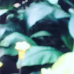 Liva Noe - @veranoepedersen - Instagram