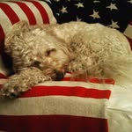 Olivia (a.k.a. Ollosa) - @olivia.milano.cockapoo - Instagram