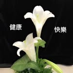 Liyan Zhang - @liyan1381 - Instagram
