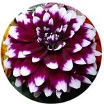 Liz Ackerman - @liz.ackerman.50 - Instagram