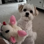 Liz Bingham Kline - @kline7047 - Instagram