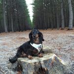 Liz Chamberlain - @lizchamberlain - Instagram